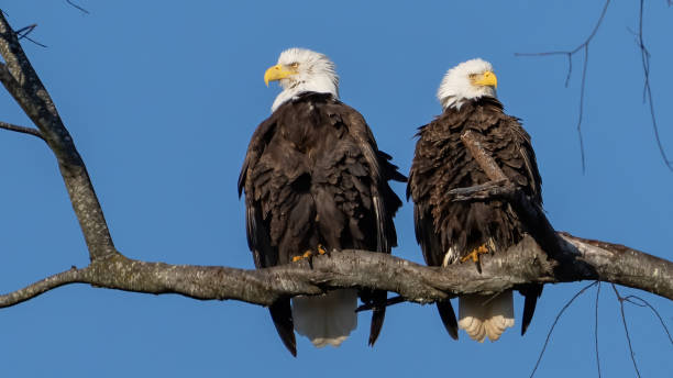 istock Twin bald eagles on a perch on the Potomac River 2193593227