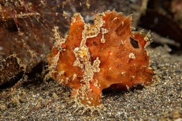 Commerson's Frogfish or Giant Anglerfish Antennarius commerson occurs in the tropical Indo-Pacific and Eastern Pacific in a depth range from 1 to 50m, usually not deeper than 20m, max. length 45cm. \nThis species can be found in a variety of colours including yellow, orange (like this specimen), red, green, brown, and black. It can be found living on coral reefs and in lagoons and often on artificial structures such as wrecks and jetty pylons. \nIt is known to prey on other fish species and on small shrimps using its excellent camouflage to hide from potential prey. The appearance of this fish is designed to conceal that he is a fish, not a sponge. Easier to eat, less probable to be eaten. Not only for predators, often for photographers too: It's in front of your nose, and yet you don't see it!\nLembeh Strait, North Sulawesi, Indonesia\n1°29'33.414 N 125°15'40.446 E at 20m depth
