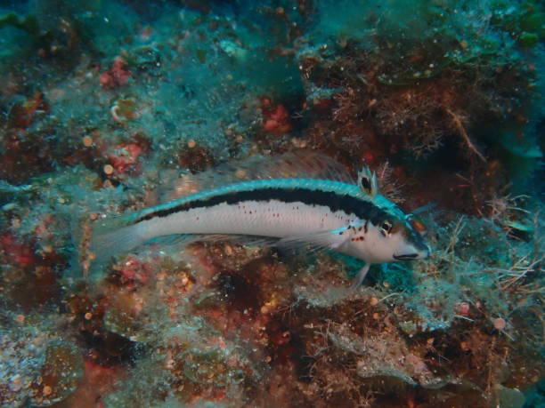 Grub Fish 20+ Grubfish Stock Photos, Pictures & Royalty-Free Images - iStock