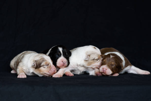 istock Australian Shepherd newborn puppie 2193598319
