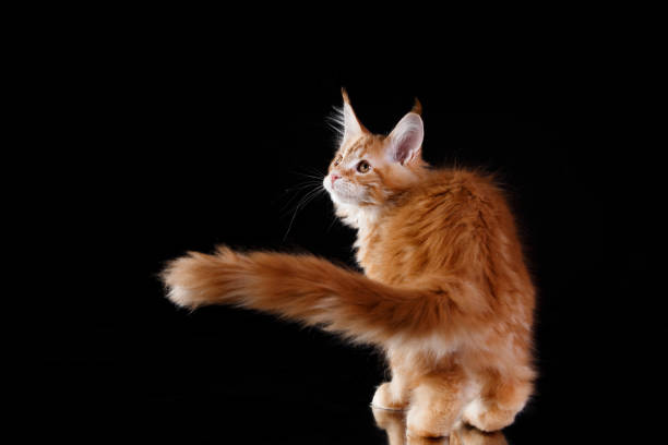 istock Ginger Maine Coon kitten sitting sideways on black backdrop 2193598514