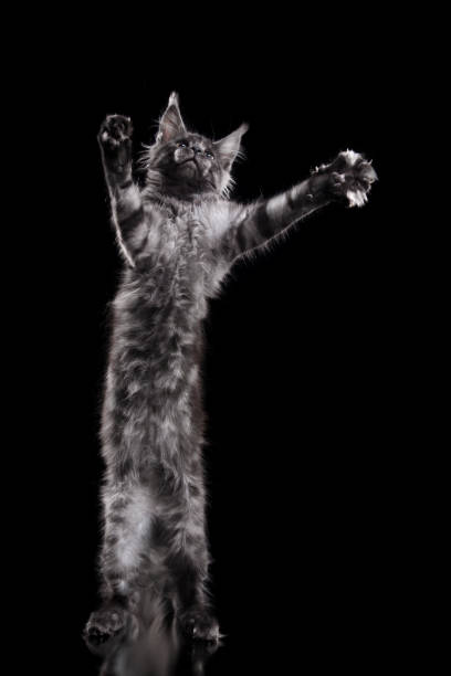 istock Maine Coon kitten in a playful stance 2193598519