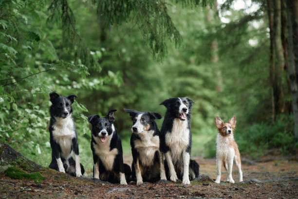 istock Group of Border Collies in forest 2193598822