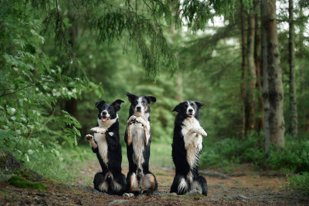 Border collie holding leash in mouth outdoors