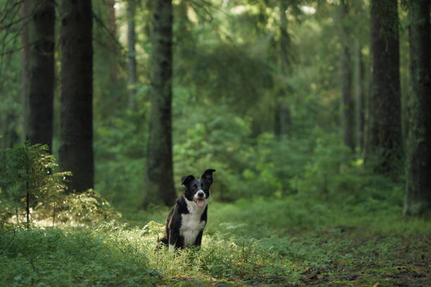 istock Border Collie standing in lush forest clearing 2193598850