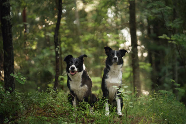 istock Pair of Border Collies in forest clearing 2193598872