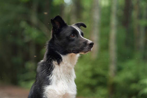 istock Border Collie portrait in forest shade 2193598880