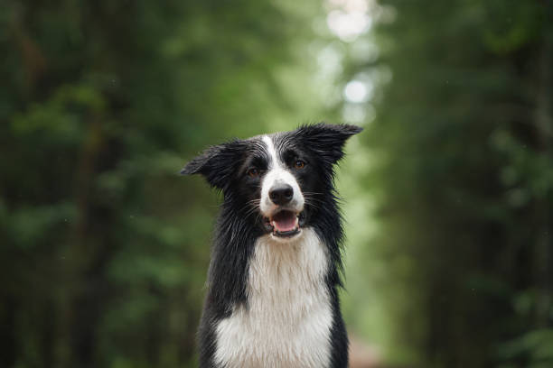 istock Border Collie close-up in forest clearing 2193598882