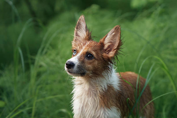 Domestic mixed-breed corgi puppy is running on grass area.
