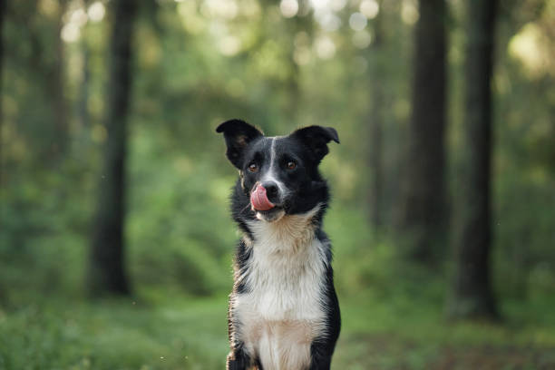 istock Border Collie portrait in serene forest 2193598909
