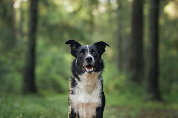 istock Border Collie portrait in dense greenery 2193598931