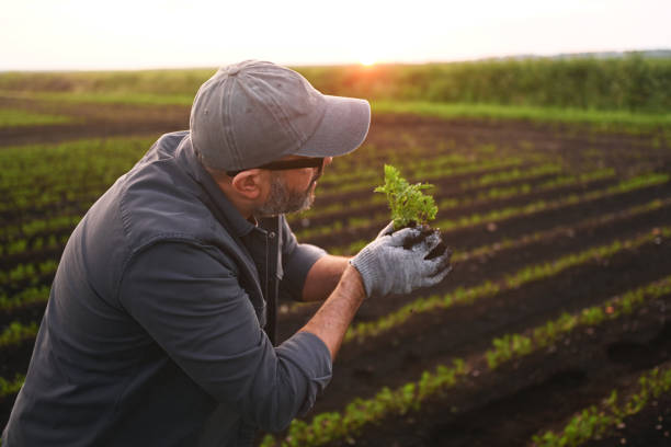 istock farmer holding soil with sprout in his hands 2193598937