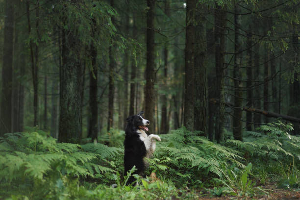 istock Border Collie in lush fern forest 2193598943