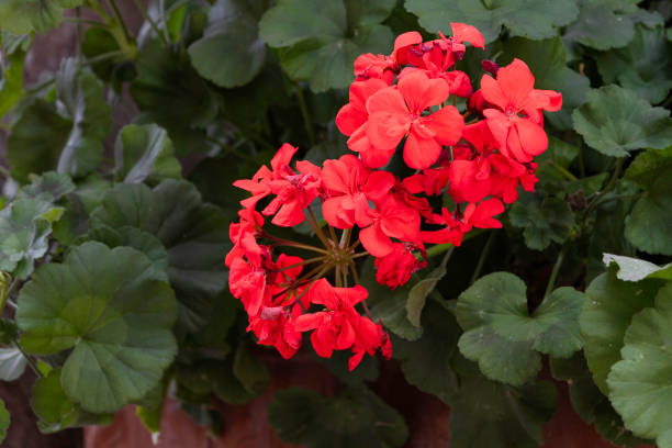 istock the colors of geranium in summer 2193599007