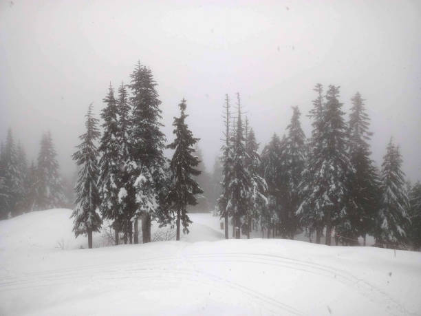 A snow-covered path winds through a forest of snow-laden trees. The tracks suggest cross-country skiers are enjoying the winter wonderland for recreation and exercise.
