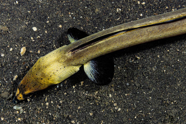 The European eel, Anguilla anguilla is a species of eel, a snake-like, catadromous fish.