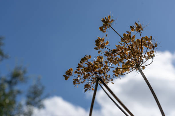 Dried seedhead of hogweed on stem against blue sky growing wild.dd