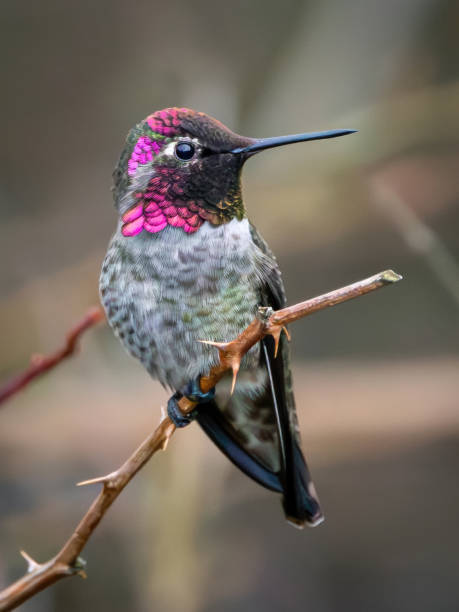 istock Vibrant Anna's Hummingbird Perched on Thorny Branch in Natural Setting 2193604207