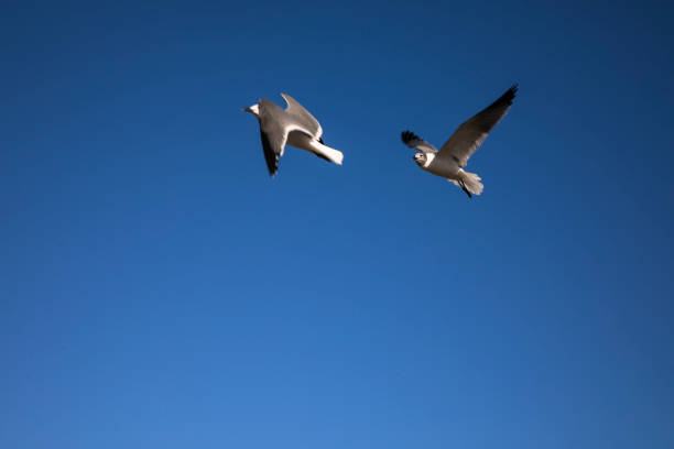 Seagulls flying with a blue sky in the background, Galveston, Texas