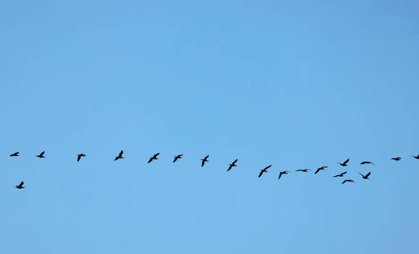 istock Flock of birds flying 2193607762