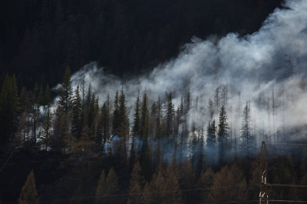 istock Smoke rising from a forest fire in a dense pine forest with power lines in the foreground 2193607834