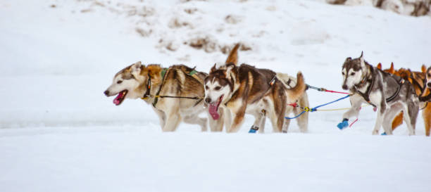 Sledding dogs find pure joy in the act of running. Once on the path, they work in tandem in hopes of a successful run.