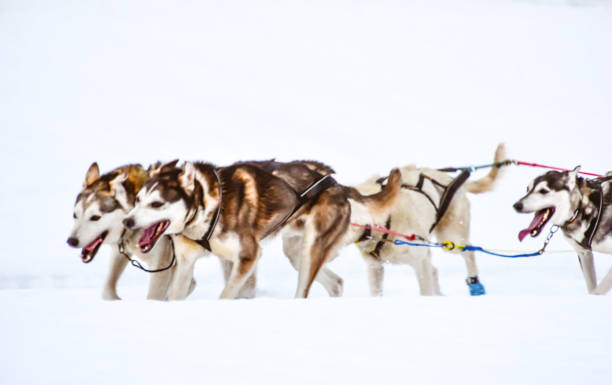 Sledding dogs find pure joy in the act of running. Once on the path, they work in tandem in hopes of a successful run.