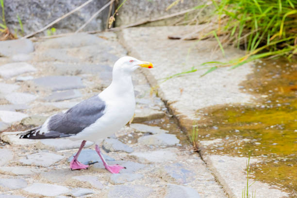Vega gull, wild bird in Japan