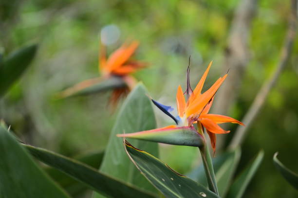 The regal Strelitzia reginae stands tall, displaying its vibrant orange and blue petals. A symbol of beauty and strength, it thrives in warm climates and is cherished worldwide for its unique form.