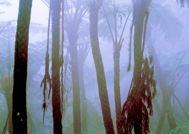 istock Creative Nature of Amam 2193612240