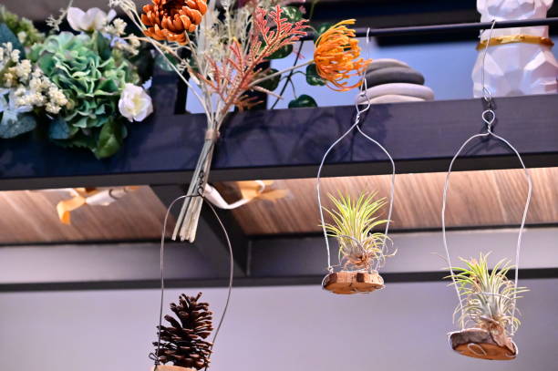 istock Suspended Elegance: Tillandsia Indoors 2193614020