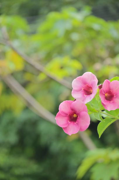 Allamanda blanchetii, a vibrant pink flowering vine native to Brazil, features large, trumpet-shaped blooms, making it a favorite in tropical and subtropical gardens.