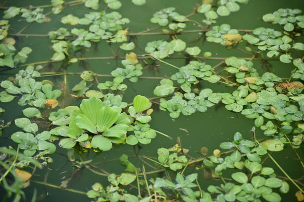 istock Pistia stratiotes: Nature's Water Purifier and Habitat 2193614231