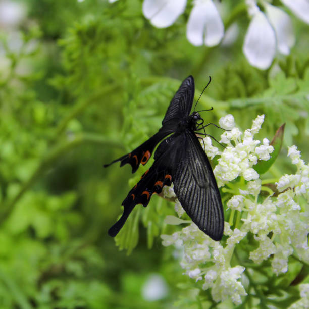 Butterflies and flowers in the park.