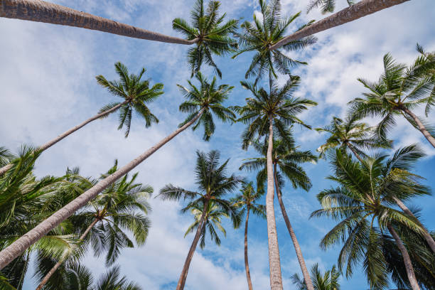 istock Coconut palm trees on tropical paradise beach 2193619653