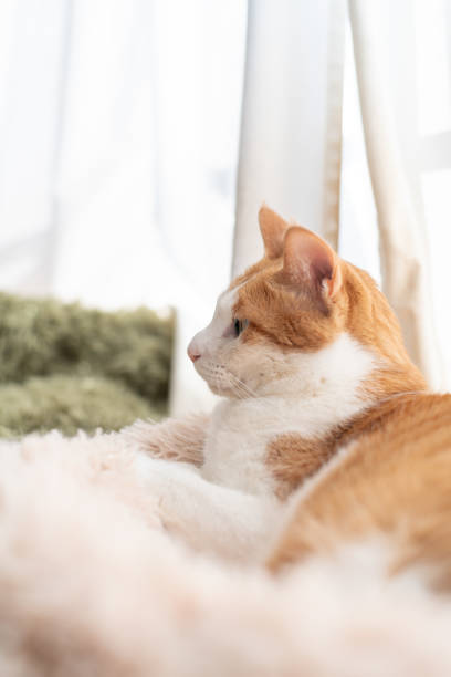 istock Cute cat relaxing by the window 2193621153