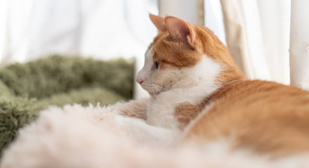 istock Cute cat relaxing by the window 2193621163