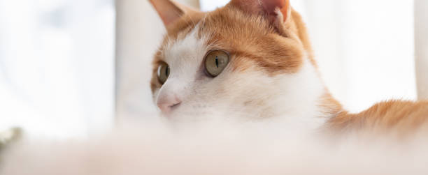 istock Cute cat relaxing by the window 2193621174