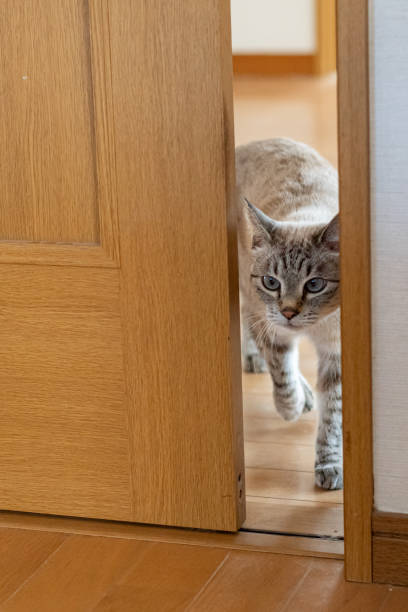 istock A cat passing through a narrow door gap 2193622123