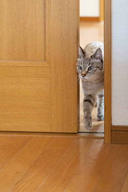 istock A cat passing through a narrow door gap 2193622140