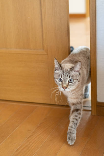 istock A cat passing through a narrow door gap 2193622157