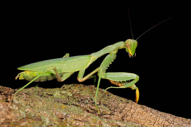 European mantid on a human hand in the Laurentian forest of Canada.