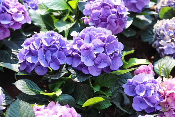 istock Hydrangea macrophylla field flowers blooming (hortensia) with green leaf in garden sunshine background 2193622816