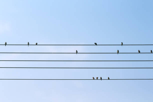 istock Small birds sparrow flock on cable wire blue sky view background 2193622880