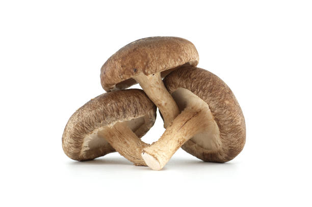 istock Fresh Shiitake Mushrooms Piled on a White Background 2193623311