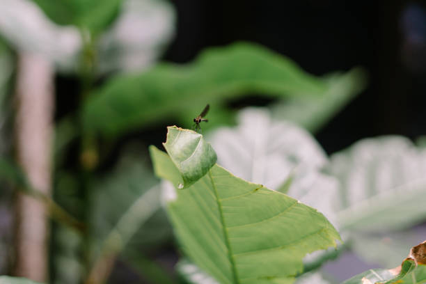 Chlorops pumilionis is a species of pest fly from the family Chloropidae. It is also known as the chloropid gout fly or barley gout fly. It is an oligophagous pest of cereal crops.