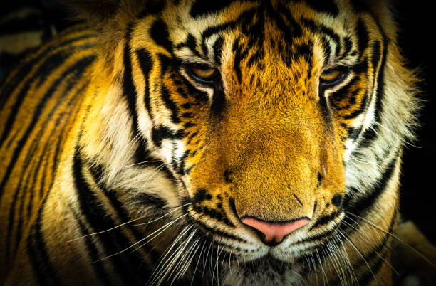 istock The bengal tiger's eyes and face on a black background 2193626862