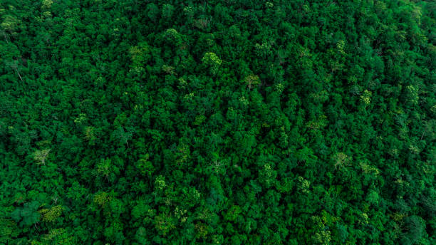 istock aerial view of mixed forest, green deciduous trees with mist clouds. The rich natural ecosystem of the rainforest concept is about conservation and natural reforestation 2193626893