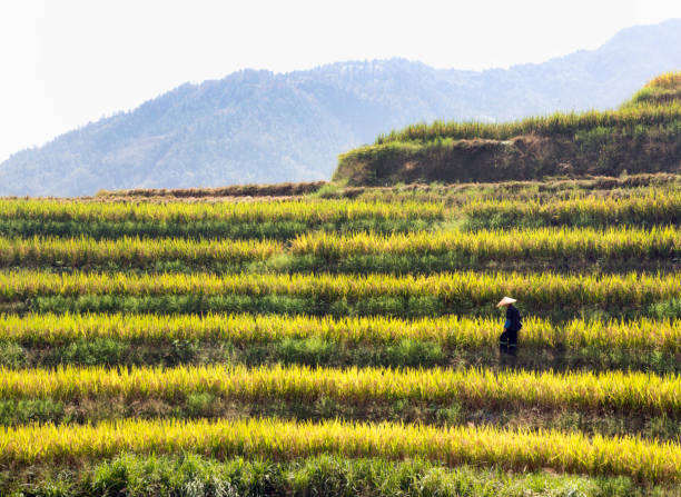 China Guilin region  terraced rice fields . female farmer