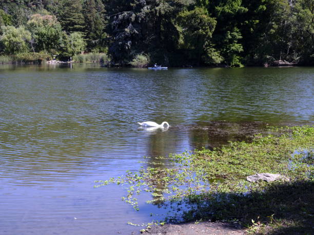 istock White Swan at a lake 2193628031
